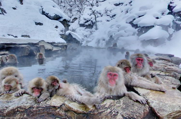 Джигокудани - заповедник снежных обезьян Джигокудани