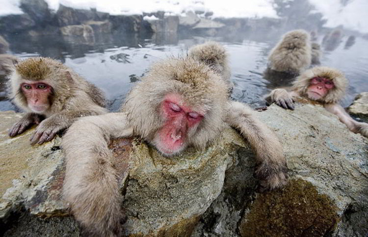 обезьяний парк Джигокудани Джигокудани - парк обезьян