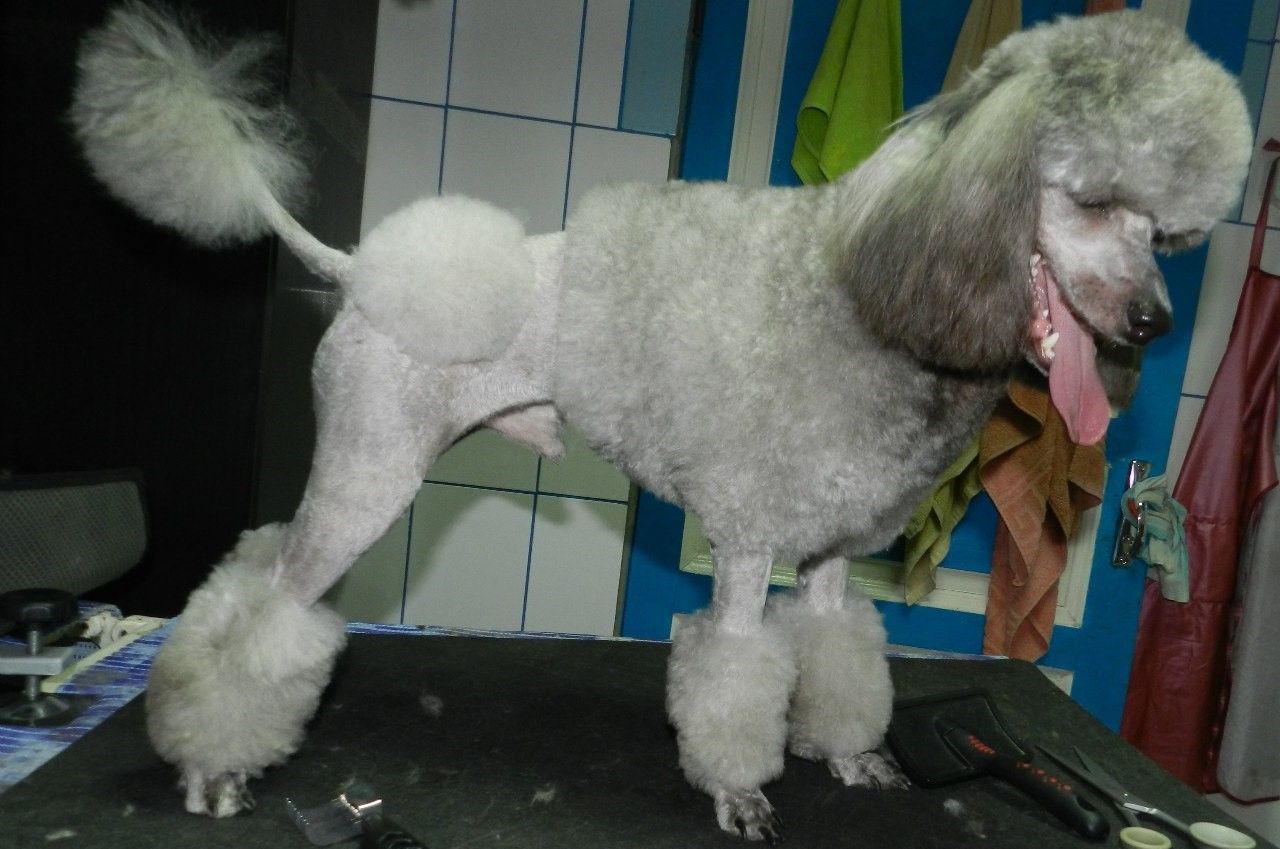 Уход за шерстью пуделя