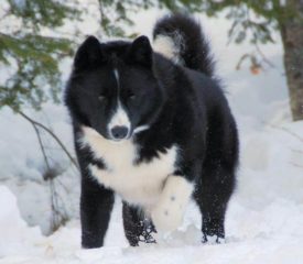 Дрессировка и воспитание медвежьей собаки