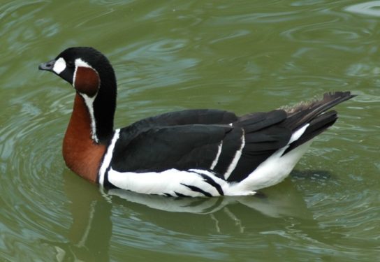 krasnozobaja-kazarka