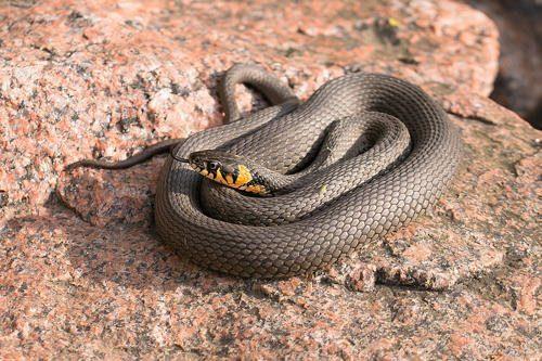 Животный и растительный мир болот: примеры, характеристика