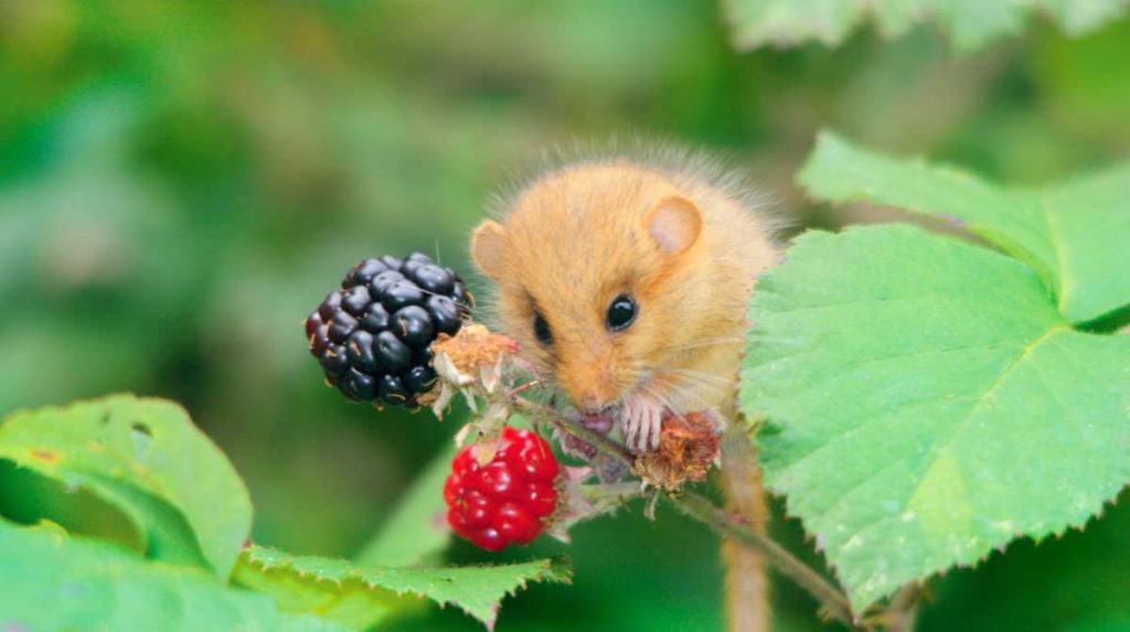 Орешниковая соня Muscardinus avellanarius