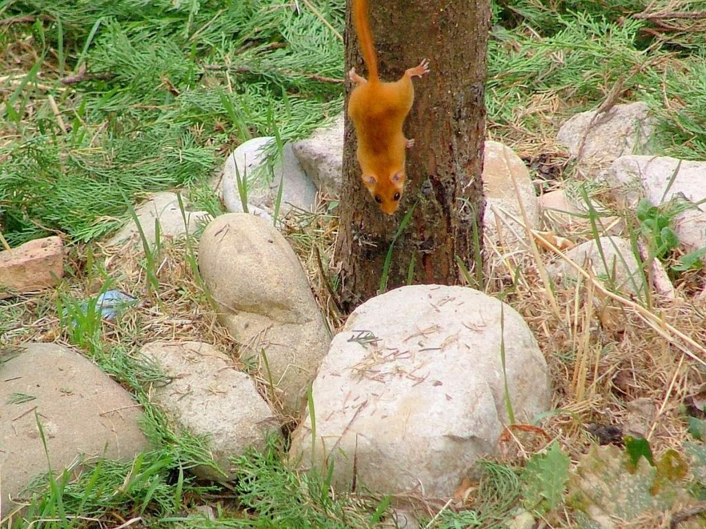 Орешниковая соня Muscardinus avellanarius