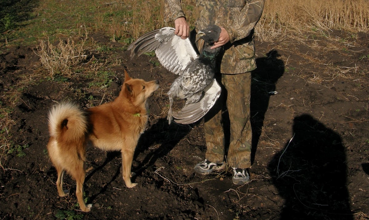 Охота с карело-финской лайкой