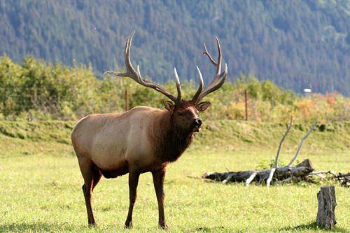 Животные Байкала: краткое описание