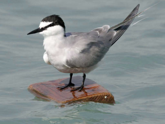 Крымские эндемичные растения и животные