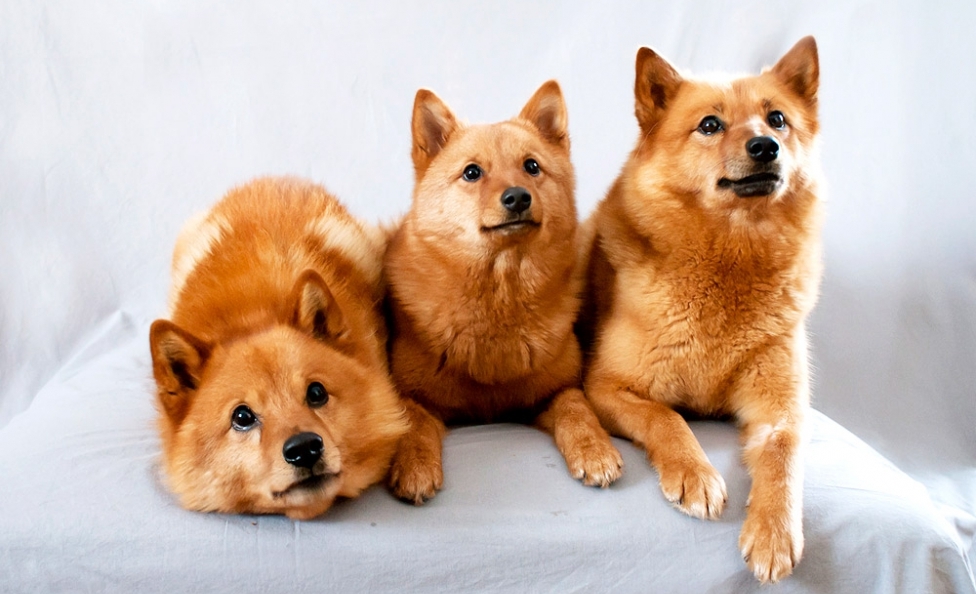 Здоровье карело-финских лаек