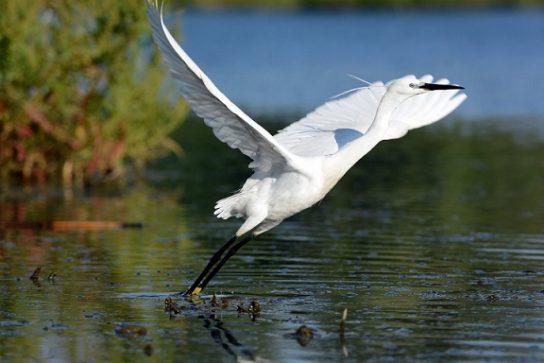 Животные и растения Алтайского края, занесенные в Красную книгу