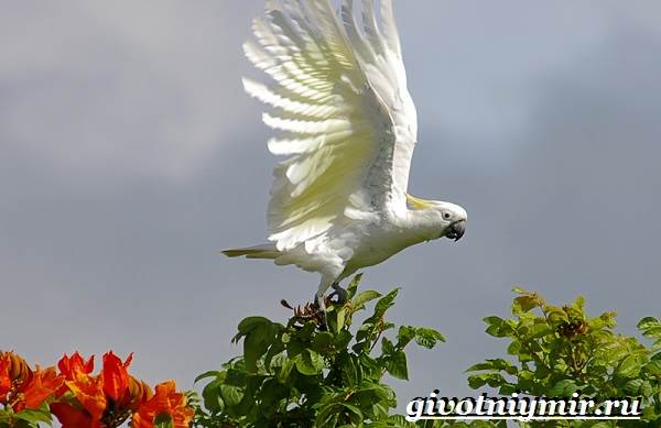 belyj-kakadu-popugaj-obraz-zhizni-i-sreda-obitaniya-belogo-kakadu-11