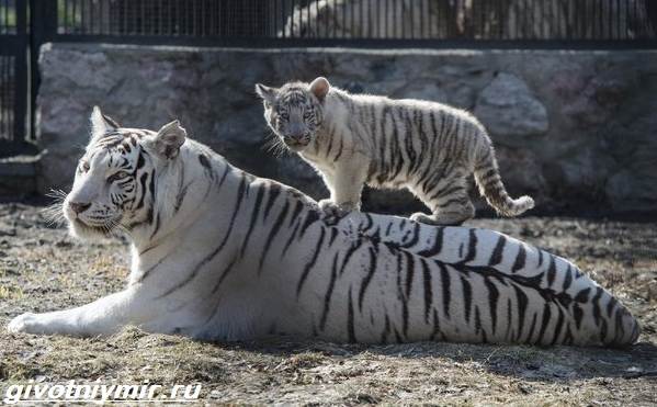 Белый-тигр-Образ-жизни-и-среда-обитания-белого-тигра-5