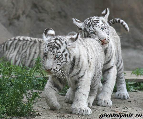 Белый-тигр-Образ-жизни-и-среда-обитания-белого-тигра-6