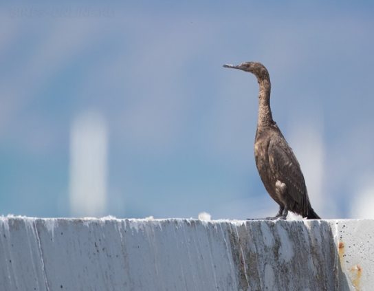 Какая птица ныряет глубже