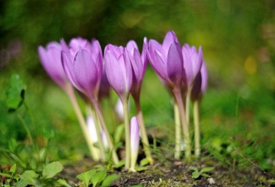 Крымские эндемичные растения и животные