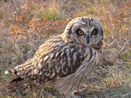 Крымские эндемичные растения и животные