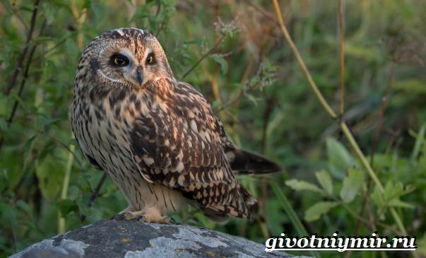 Болотная-сова-птица-Образ-жизни-и-среда-обитания-болотной-совы-11