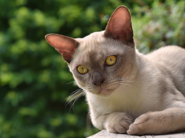 бурманская кошка фото