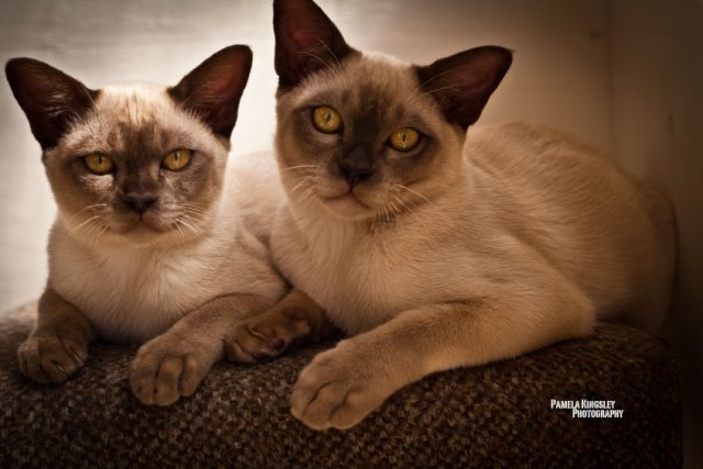 кошки бурманской породы