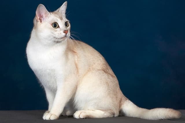 кошка бурмилла