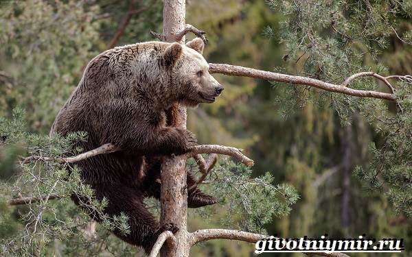 Бурый-медведь-Образ-жизни-и-среда-обитания-бурого-медведя-14
