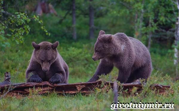 Бурый-медведь-Образ-жизни-и-среда-обитания-бурого-медведя-15