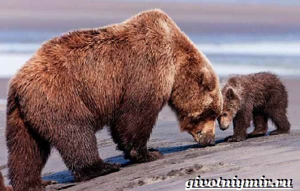 Бурый-медведь-Образ-жизни-и-среда-обитания-бурого-медведя-16