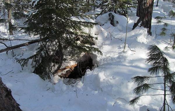 Бурый-медведь-Образ-жизни-и-среда-обитания-бурого-медведя-25