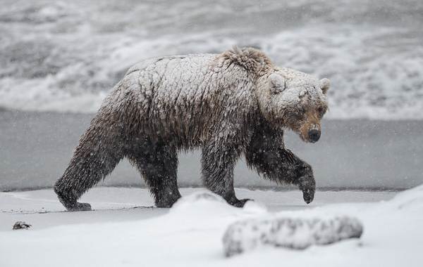 Бурый-медведь-Образ-жизни-и-среда-обитания-бурого-медведя-26
