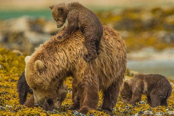 Бурый-медведь-Образ-жизни-и-среда-обитания-бурого-медведя-28