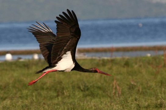 черный-аист