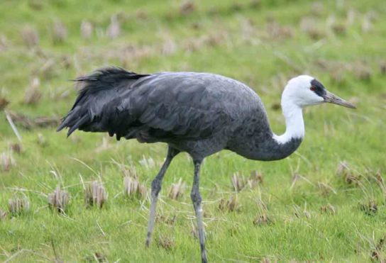 Животные и растения Алтайского края, занесенные в Красную книгу