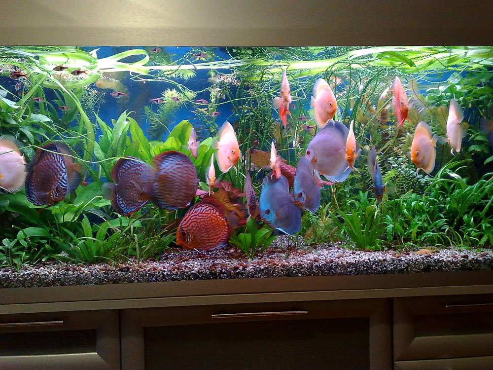 Дискус в аквариуме