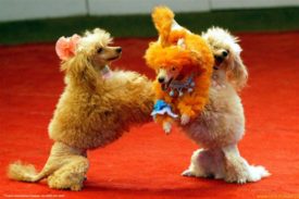 Как проходит дрессировка пуделя