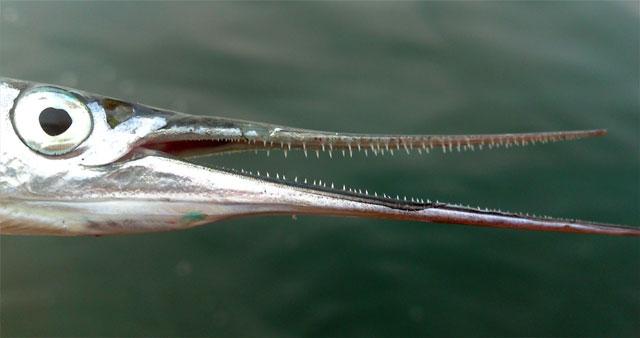 зубастая палочка рыбы саргана пасть рыбы саргана