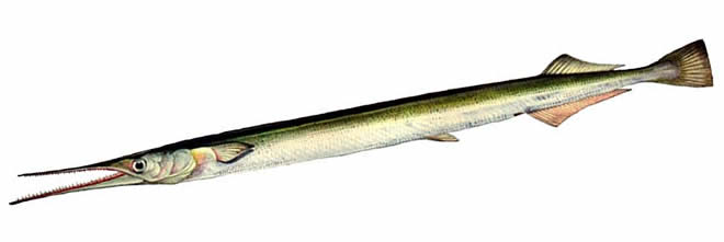 дальневосточный или тихоокеанский сарган