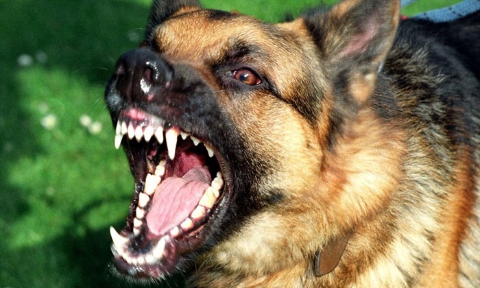 Немецкая овчарка Немецкая овчарка