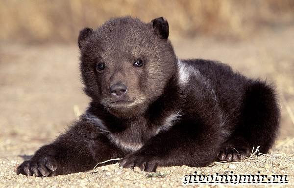 Гималайский-медведь-образ жизни-и-среда обитания-гималайского-медведя-9