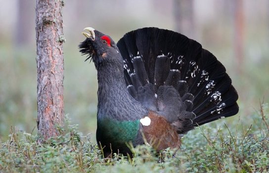 Животные Тайги