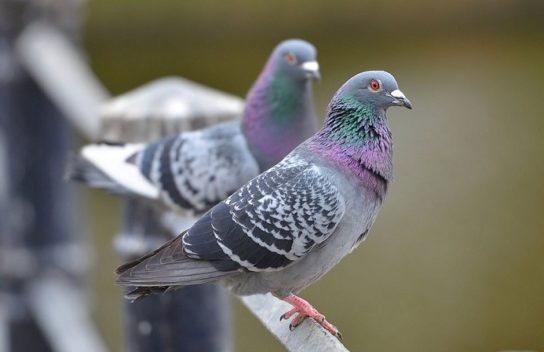 Крымские эндемичные растения и животные