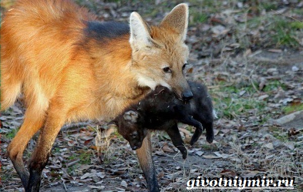 Гривистый-волк-Образ-жизни-и-среда-обитания-гривистого-волка-12