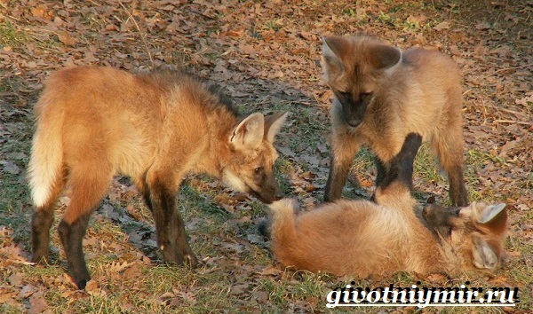 Гривистый-волк-Образ-жизни-и-среда-обитания-гривистого-волка-13