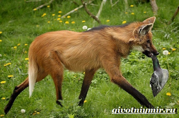 Гривистый-волк-Образ-жизни-и-среда-обитания-гривистого-волка-2