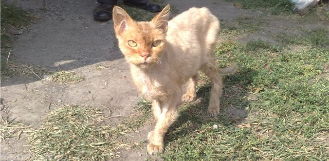 Истощение и ушной клещ и кошки