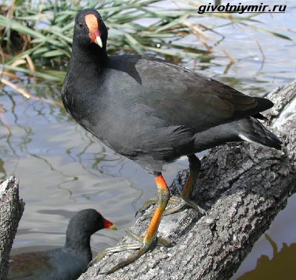 Камышница-птица-Образ-жизни-и-среда-обитания-птицы-камышницы-5