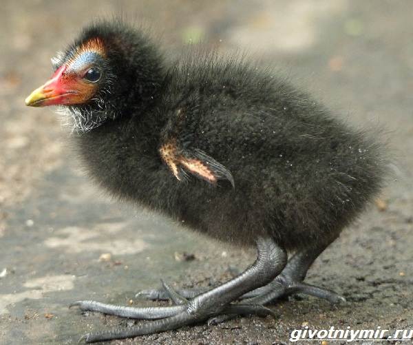 Камышница-птица-Образ-жизни-и-среда-обитания-птицы-камышницы-6