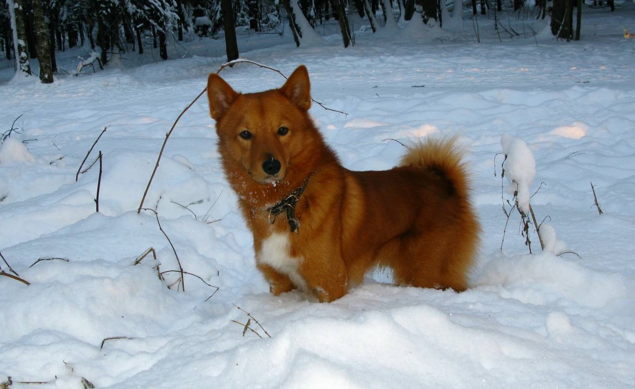 Окрас карело-финских лаек