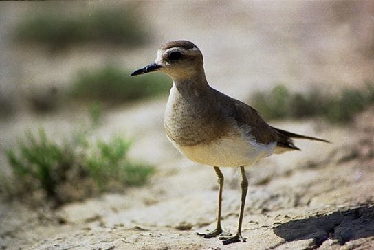 Какая птица ныряет глубже