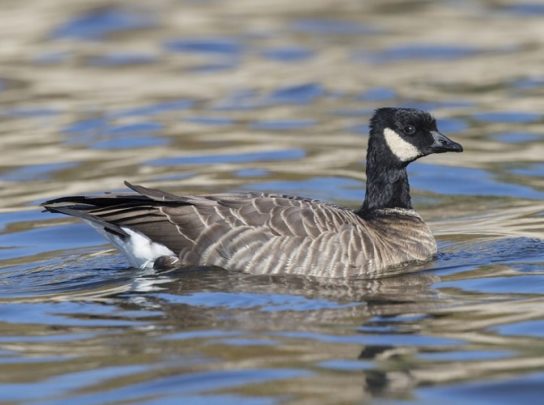 Животные Тайги