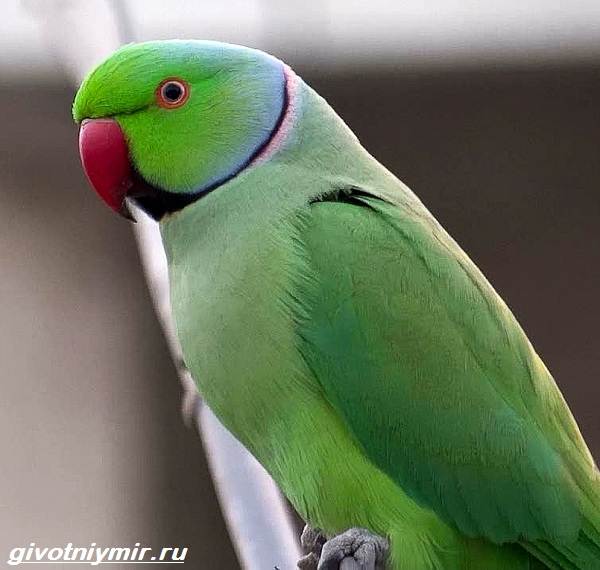 kolchatyj-popugaj-obraz-zhizni-i-sreda-obitaniya-kolchatogo-popugaya-2