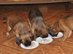 Чем кормить брабансона